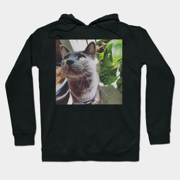 Mace the Cat Enjoying the Sun Hoodie by Bufo Boggs